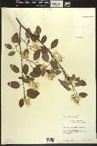 Amelanchier interior image