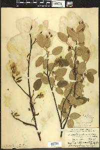 Amelanchier laevis image