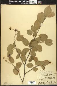 Amelanchier laevis image