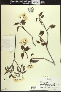 Amelanchier laevis image