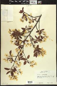 Amelanchier laevis image