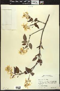 Amelanchier laevis image