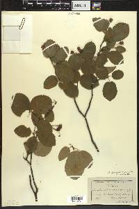 Amelanchier sanguinea image