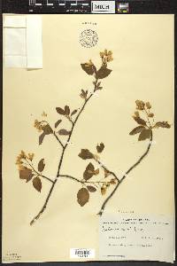 Amelanchier laevis image