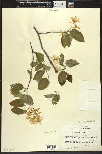 Amelanchier interior image