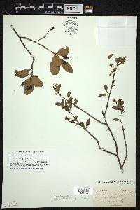 Amelanchier bartramiana image