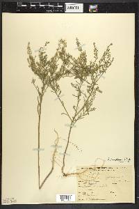 Lepidium densiflorum image