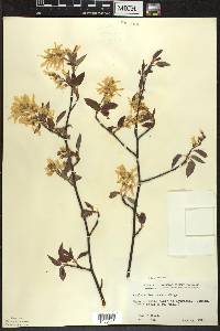 Amelanchier laevis image