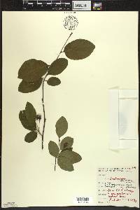 Amelanchier bartramiana image