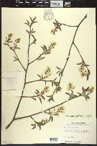 Amelanchier laevis image