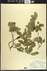 Amelanchier bartramiana image