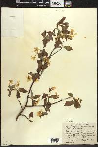 Amelanchier bartramiana image