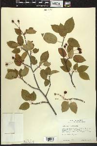 Amelanchier laevis image