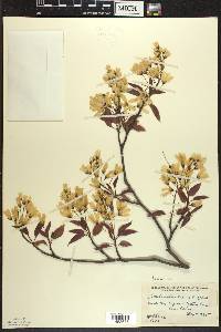 Amelanchier laevis image