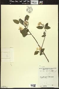 Amelanchier interior image