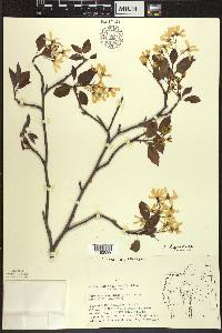 Amelanchier laevis image