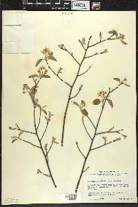 Amelanchier spicata image