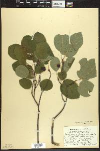 Amelanchier sanguinea image