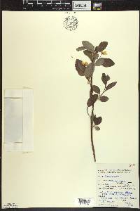 Amelanchier bartramiana image