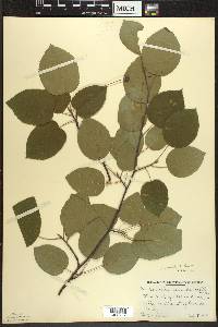 Amelanchier laevis image