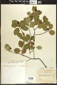 Amelanchier bartramiana image