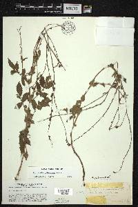 Agrimonia pubescens image