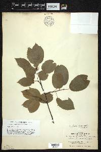 Amelanchier laevis image