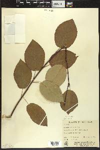 Amelanchier laevis image