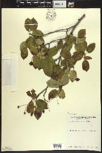 Amelanchier laevis image