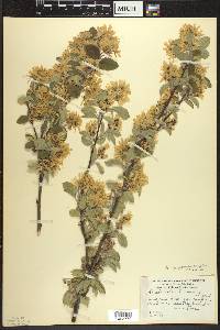 Amelanchier sanguinea image