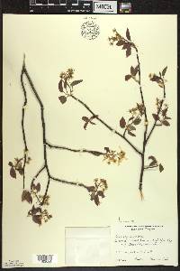 Amelanchier laevis image