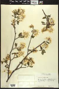 Amelanchier laevis image