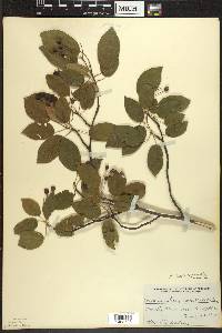 Amelanchier laevis image