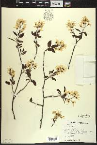 Amelanchier laevis image