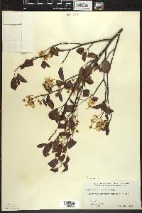 Amelanchier laevis image