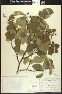 Amelanchier laevis image