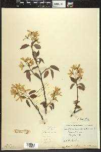 Amelanchier laevis image