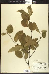 Amelanchier laevis image