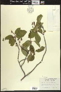 Amelanchier sanguinea image