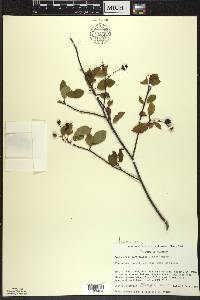 Amelanchier bartramiana image