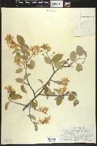 Amelanchier sanguinea image