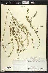 Lepidium densiflorum image