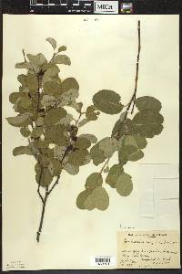 Amelanchier sanguinea image