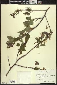 Amelanchier laevis image