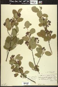 Amelanchier spicata image