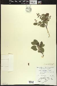 Amelanchier sanguinea image