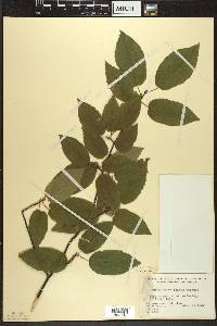 Amelanchier laevis image