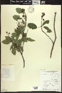 Amelanchier sanguinea image