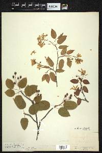 Amelanchier laevis image