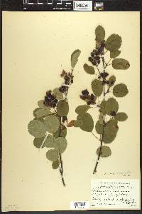 Amelanchier sanguinea image